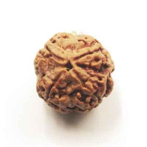 four mukhi nepali rudraksha