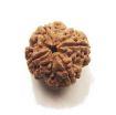 four mukhi nepali rudraksha