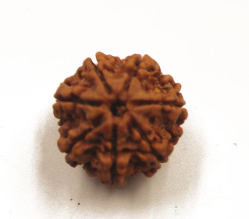 7 mukhi rudraksha